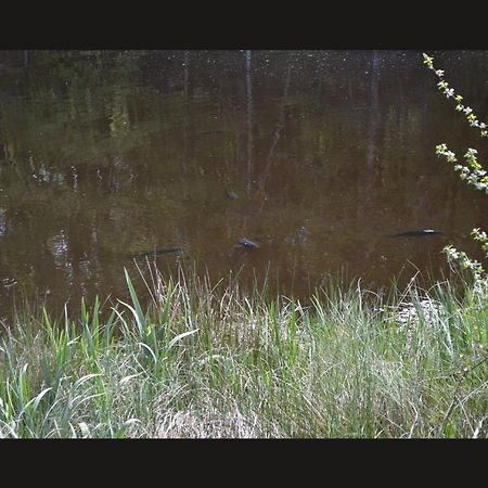 Cabane Limousine Au Bord D'Un Etang Bonnac-la-Côte Extérieur photo