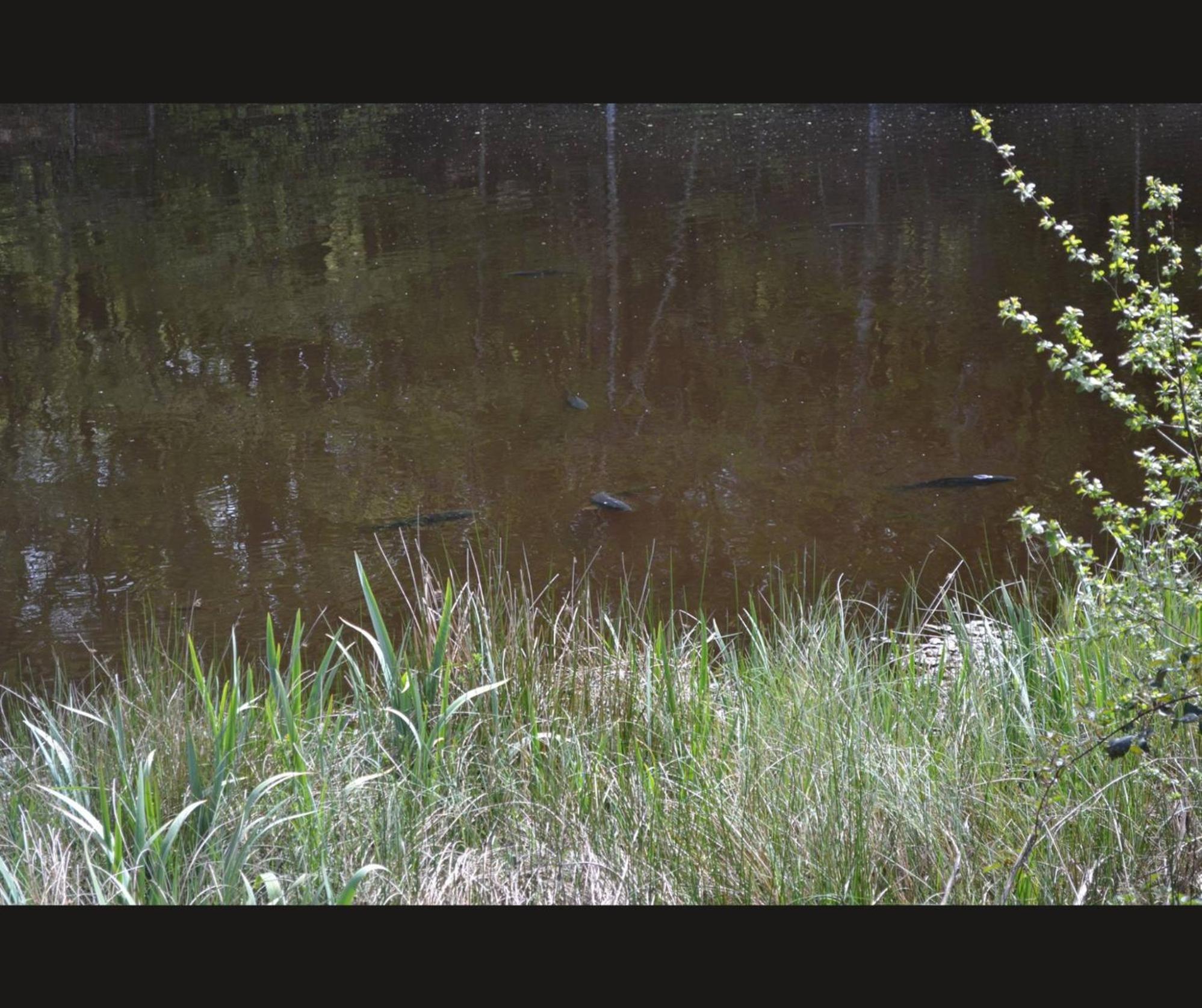 Cabane Limousine Au Bord D'Un Etang Bonnac-la-Côte Extérieur photo